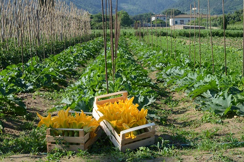 Orto biologico "Tenuta dello Scompiglio" (fonte: http://www.delloscompiglio.org/it/terraeforesta/orto-biologico.html)