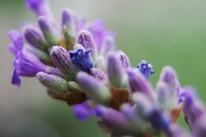 Spiga di lavanda: particolare. Foto: www.farmacistionline.net