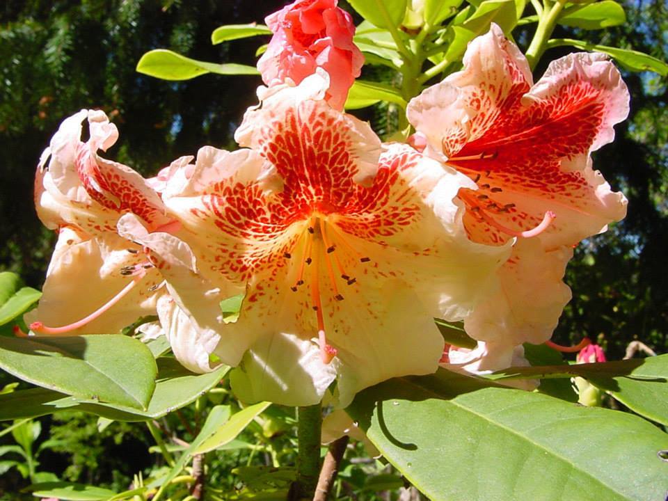 rhododenrum l'Uomo dei boschi