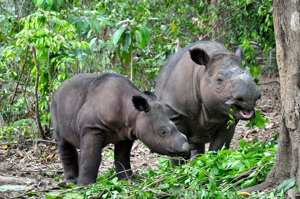 rinoceronte di sumatra 